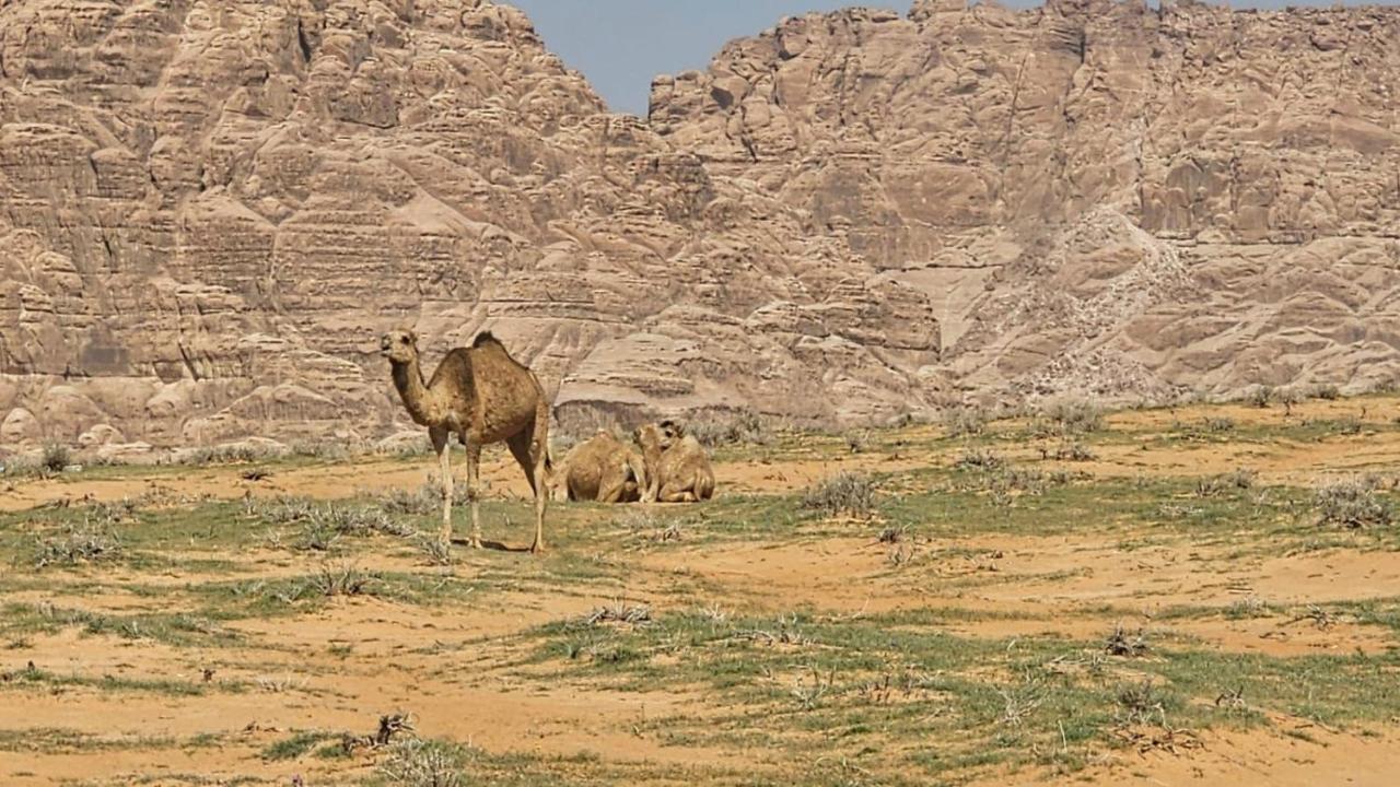 Tamim Luxury Wadi Rum Camp Екстер'єр фото